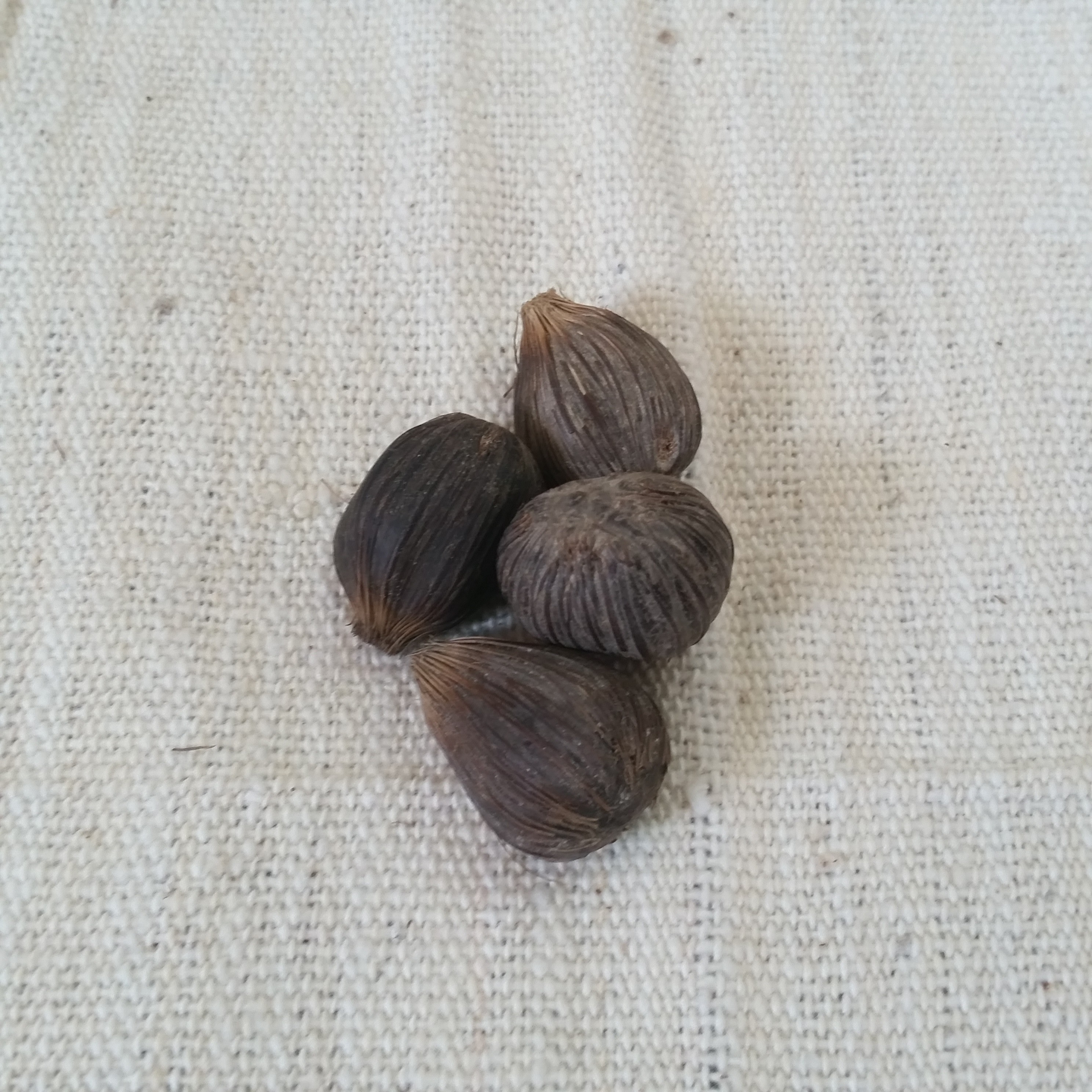 Ikin (Palm Kernel) Mutana Discover Africa and find an incredible